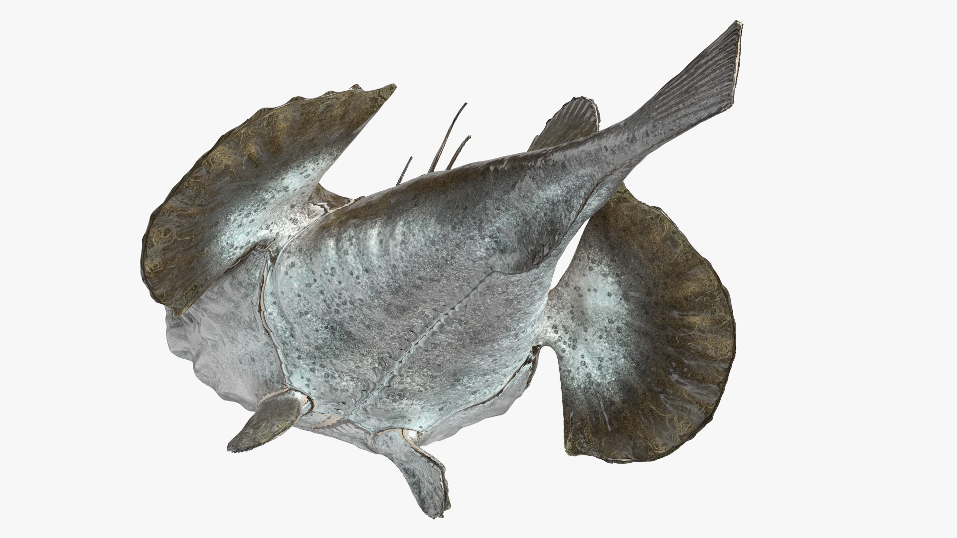 Lophius Piscatorius 3D model