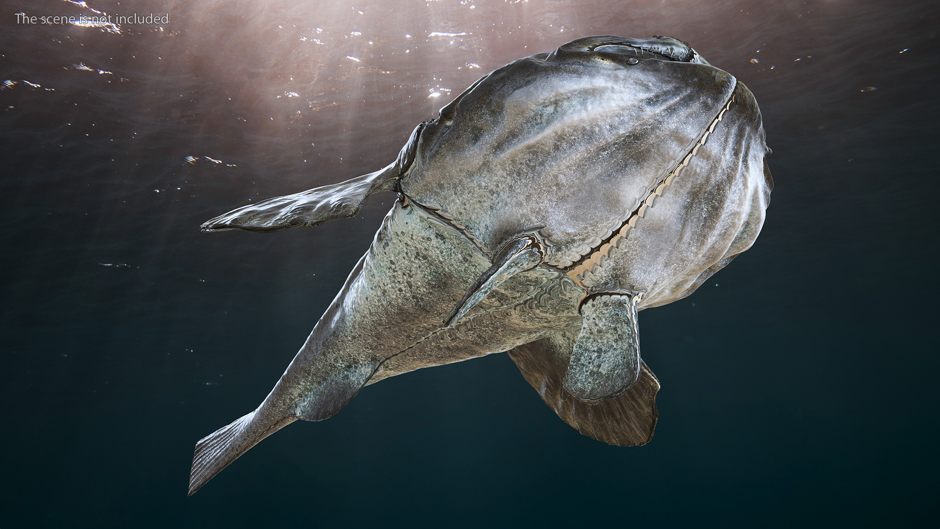 Lophius Piscatorius 3D model