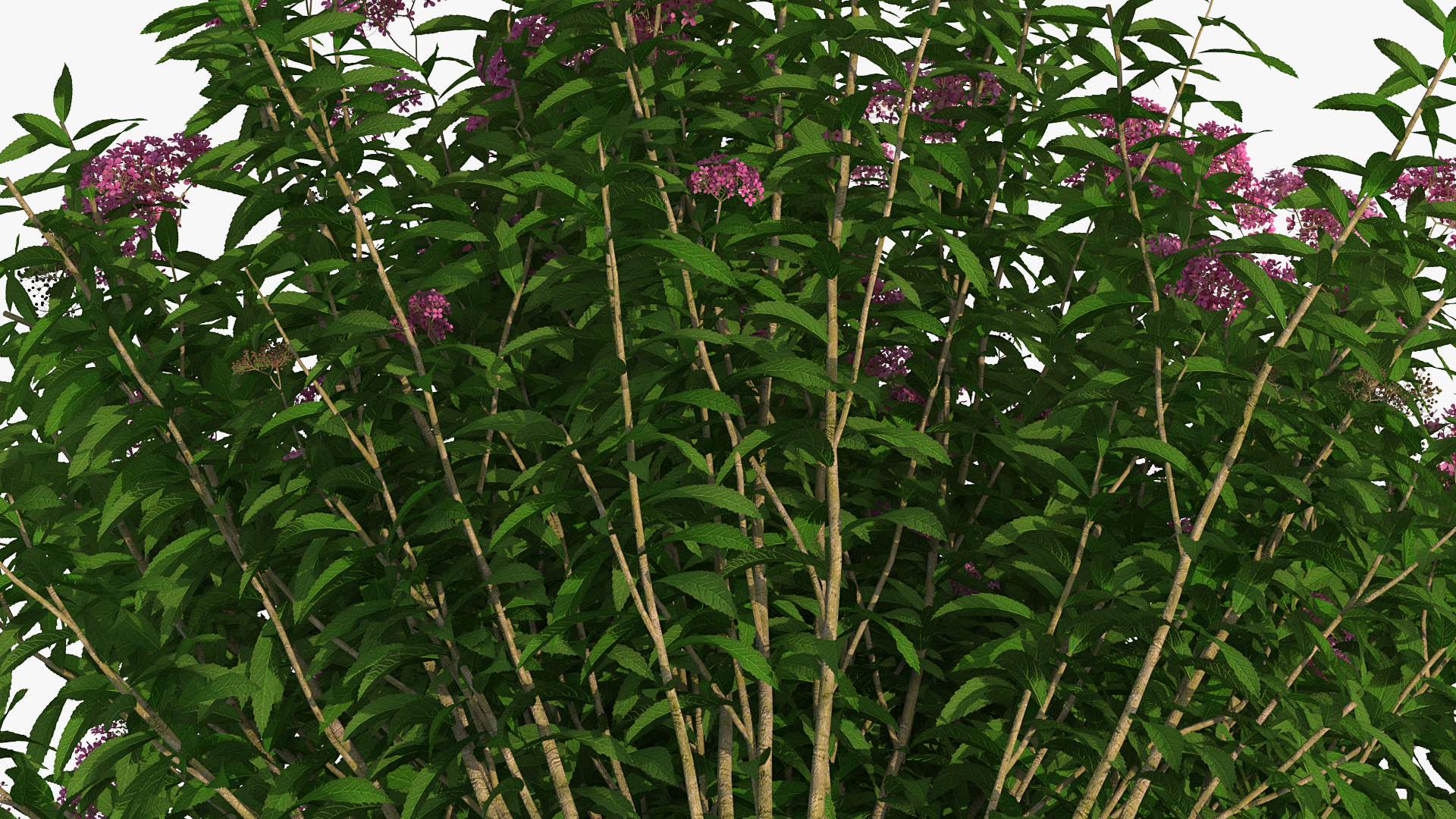 3D Blooming Spiraea Japonica Anthony Waterer Bush