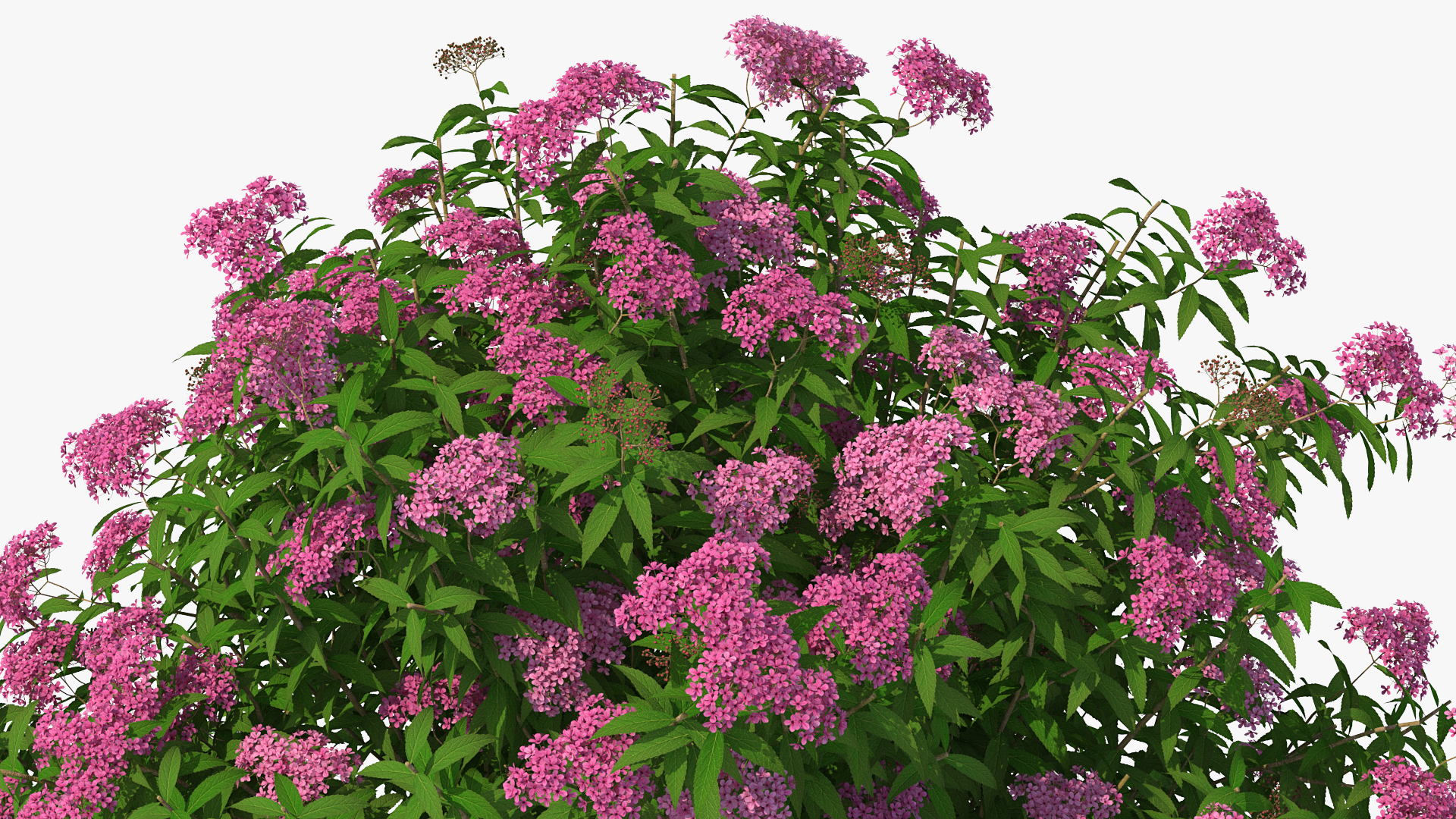 3D Blooming Spiraea Japonica Anthony Waterer Bush