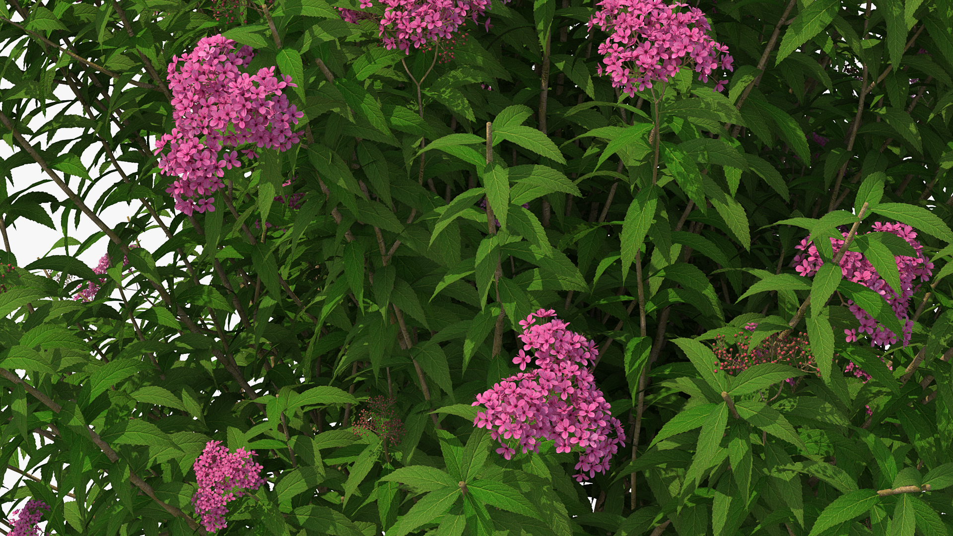 3D Blooming Spiraea Japonica Anthony Waterer Bush