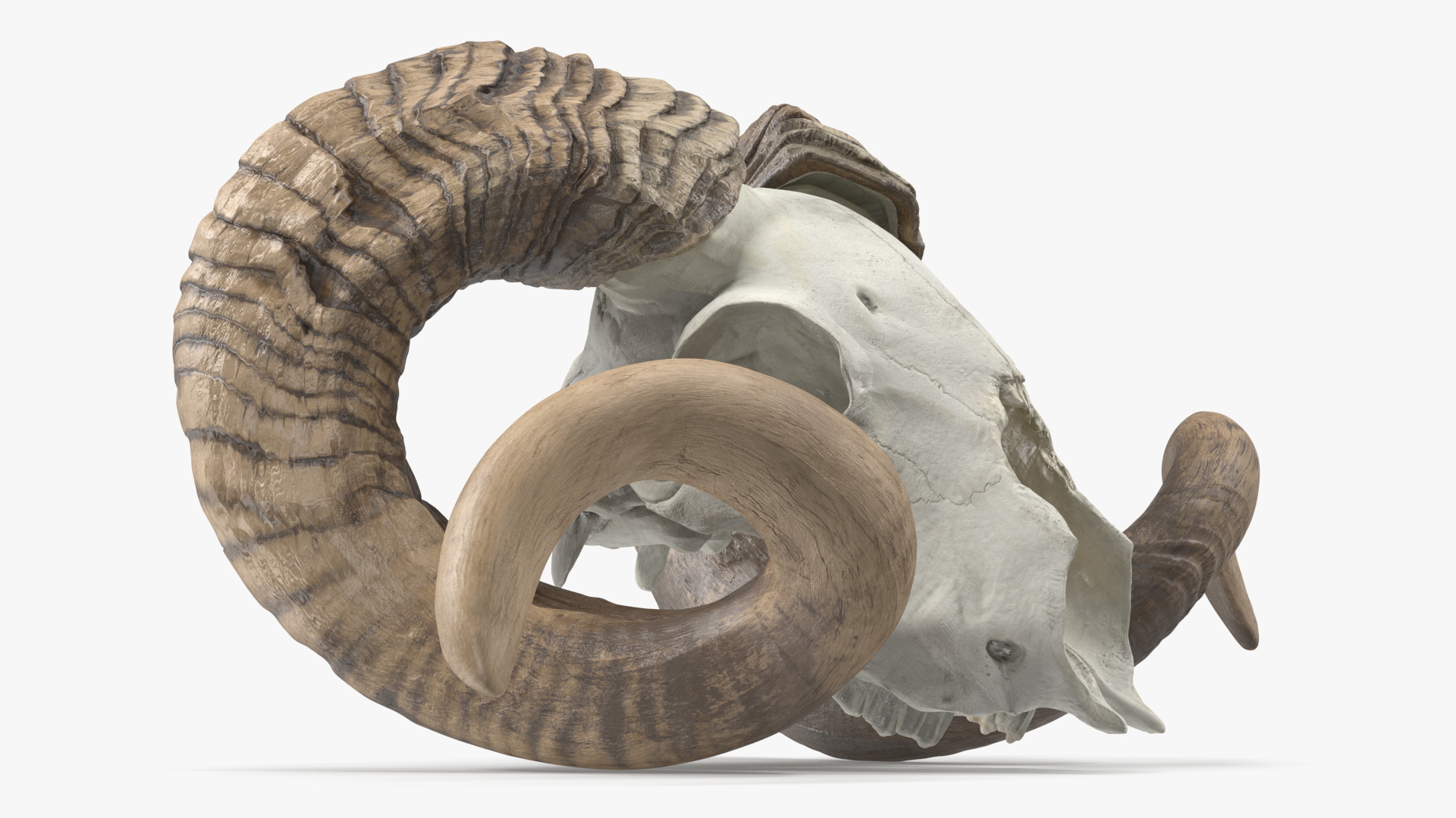 3D model Ram Skull with Dark Horns