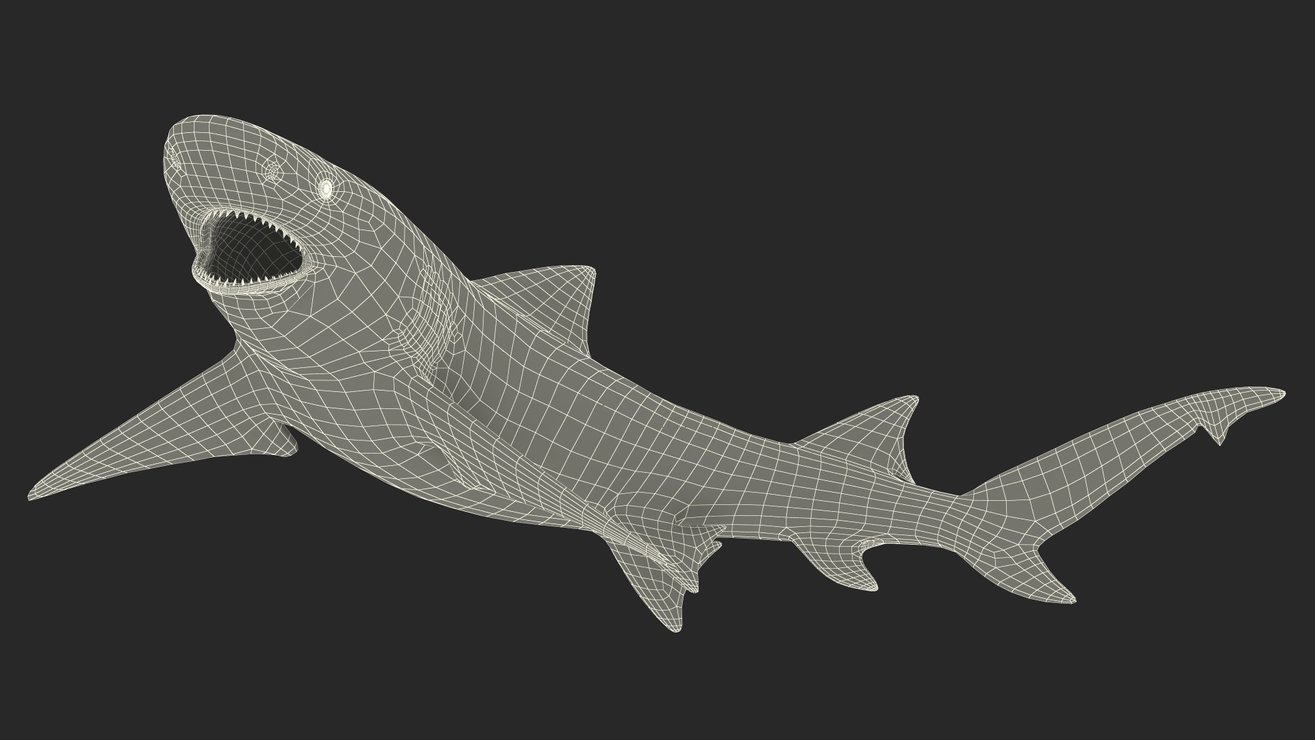 3D Negaprion Brevirostris Shark model