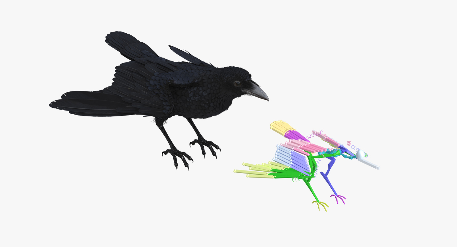 Common Raven Rigged 3D model