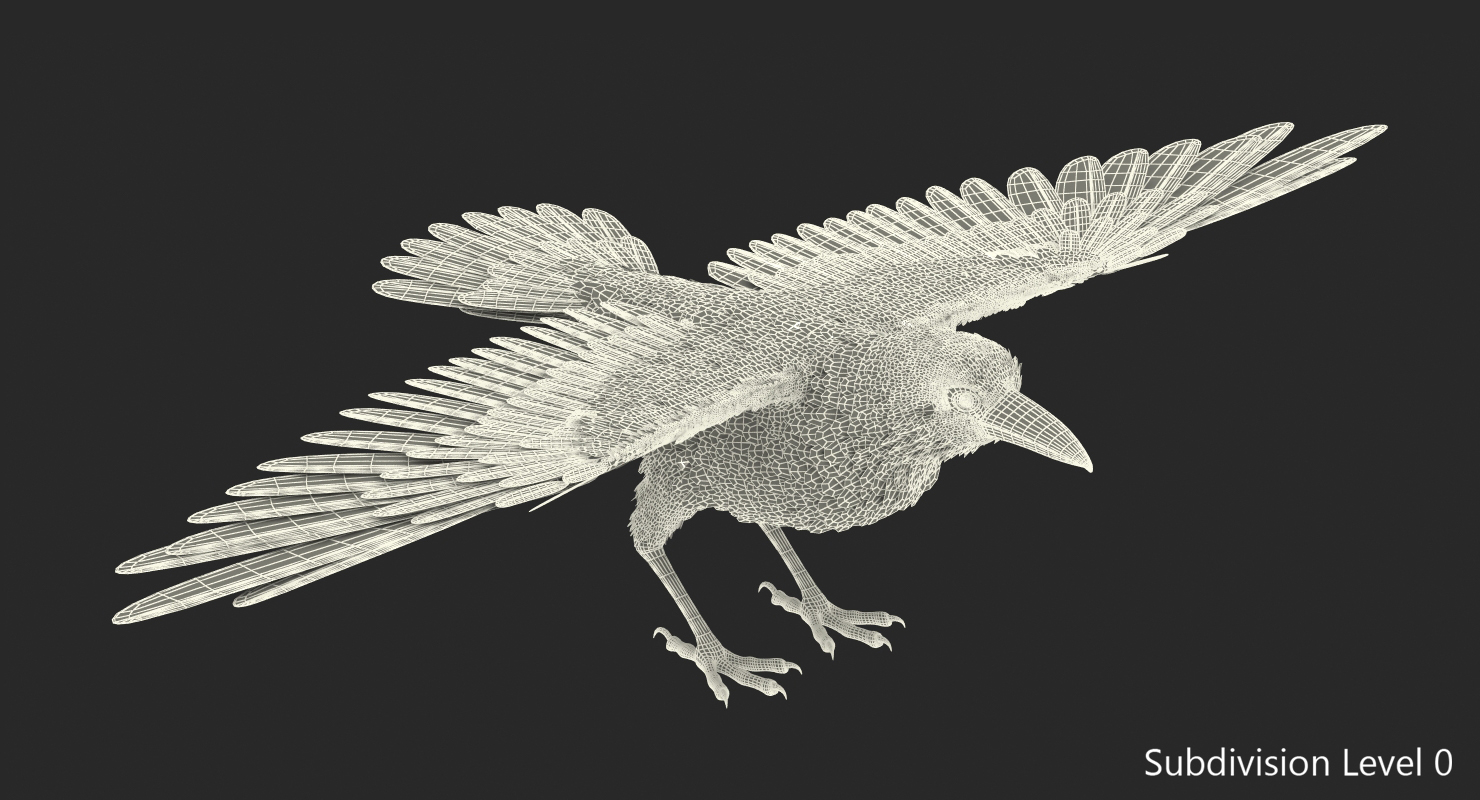 Common Raven Rigged 3D model