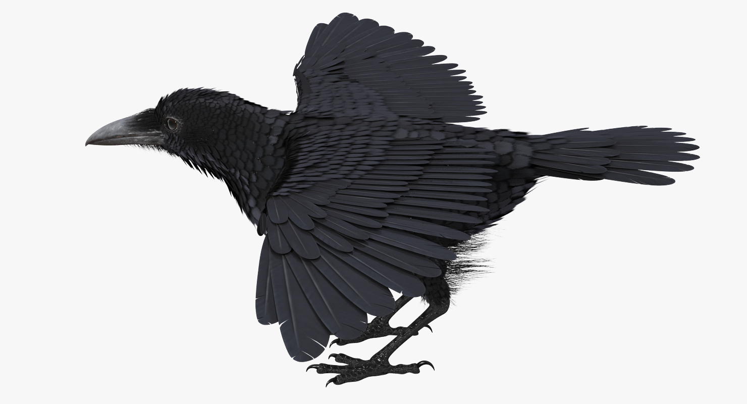 Common Raven Rigged 3D model