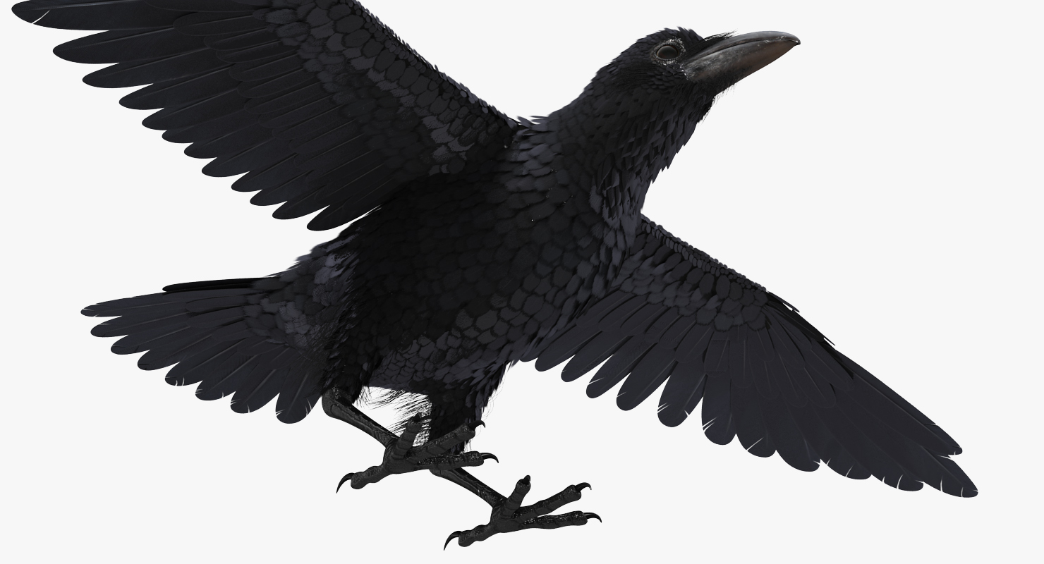 Common Raven Rigged 3D model