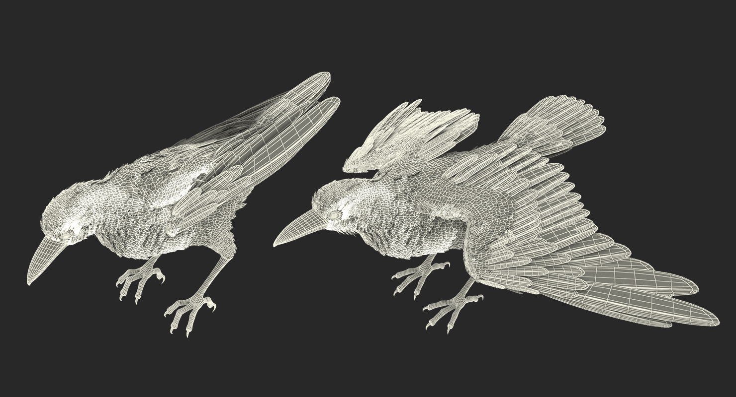 Common Raven Rigged 3D model