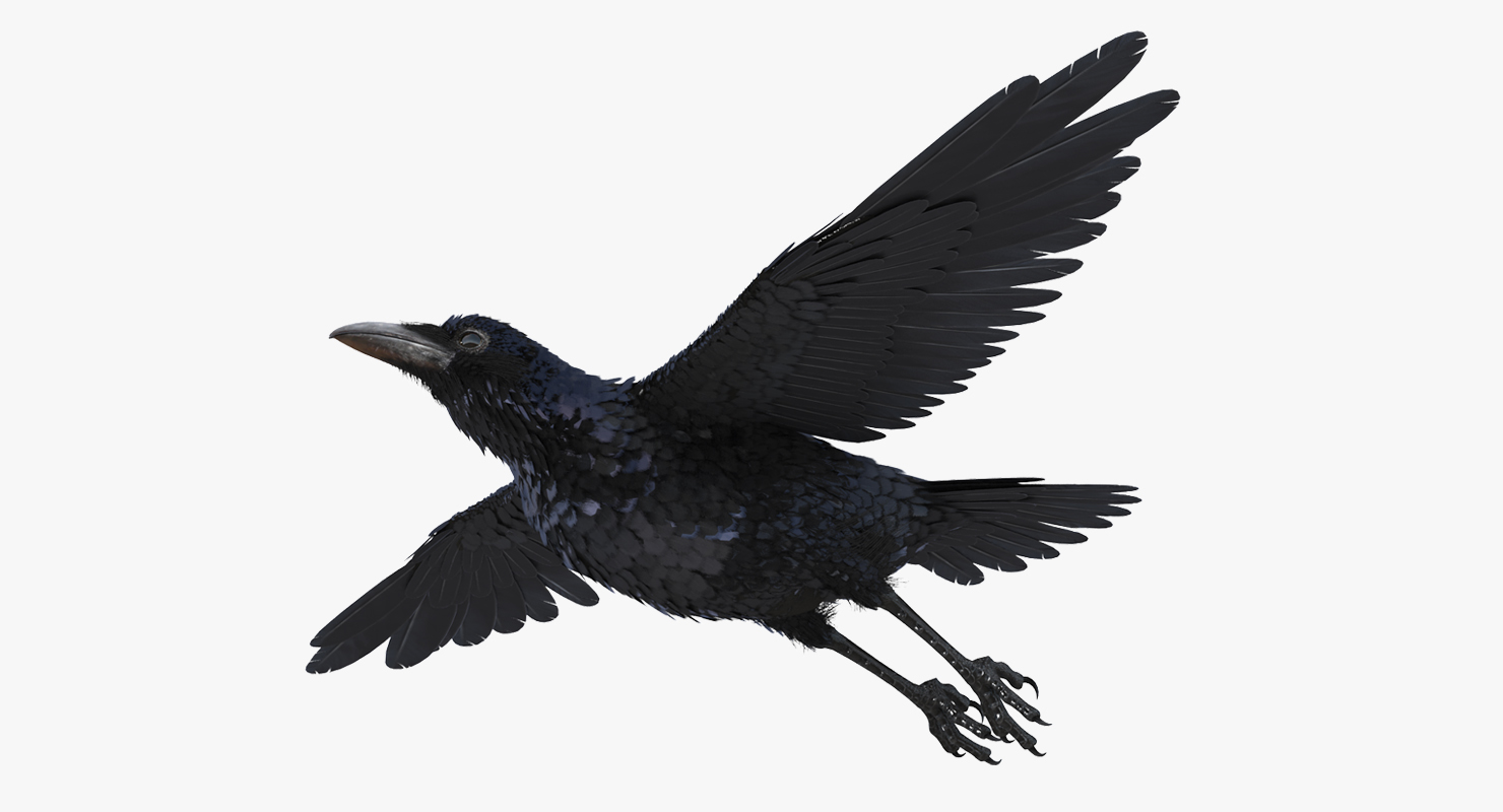 Common Raven Rigged 3D model