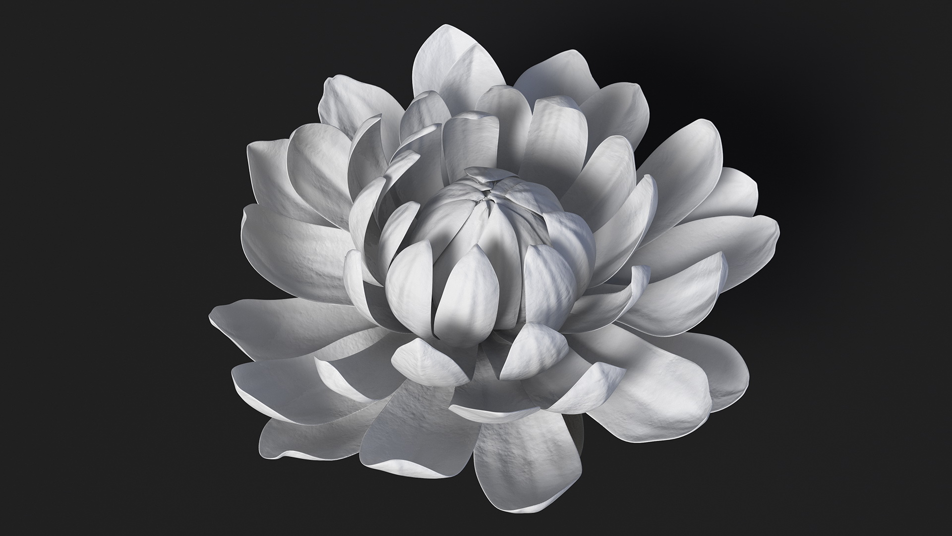 3D model Water Flower Victoria Amazonica Fur