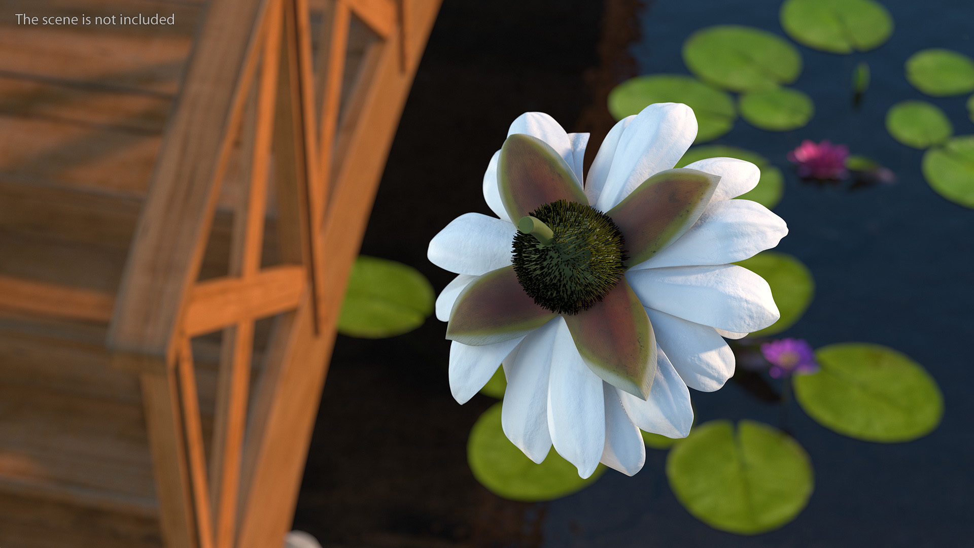 3D model Water Flower Victoria Amazonica Fur