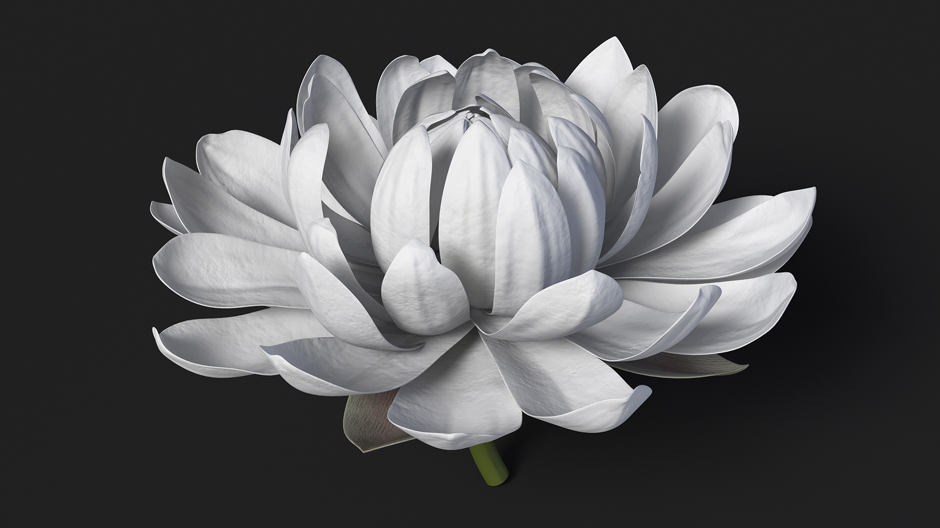 3D model Water Flower Victoria Amazonica Fur