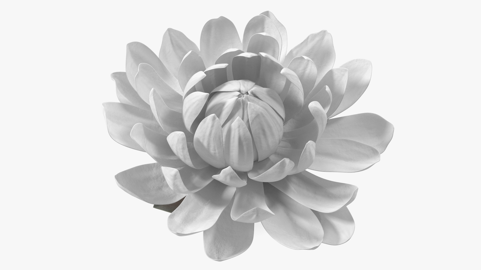 3D model Water Flower Victoria Amazonica Fur