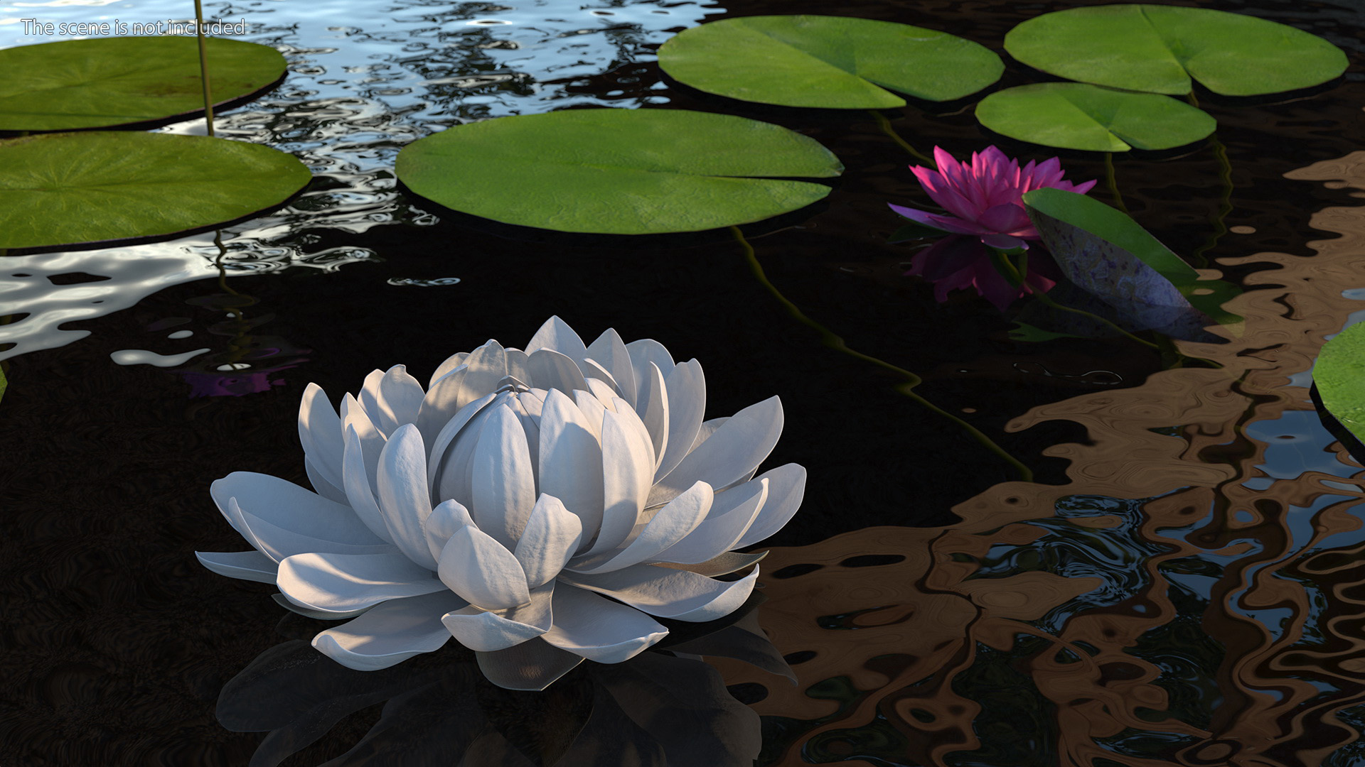 3D model Water Flower Victoria Amazonica Fur