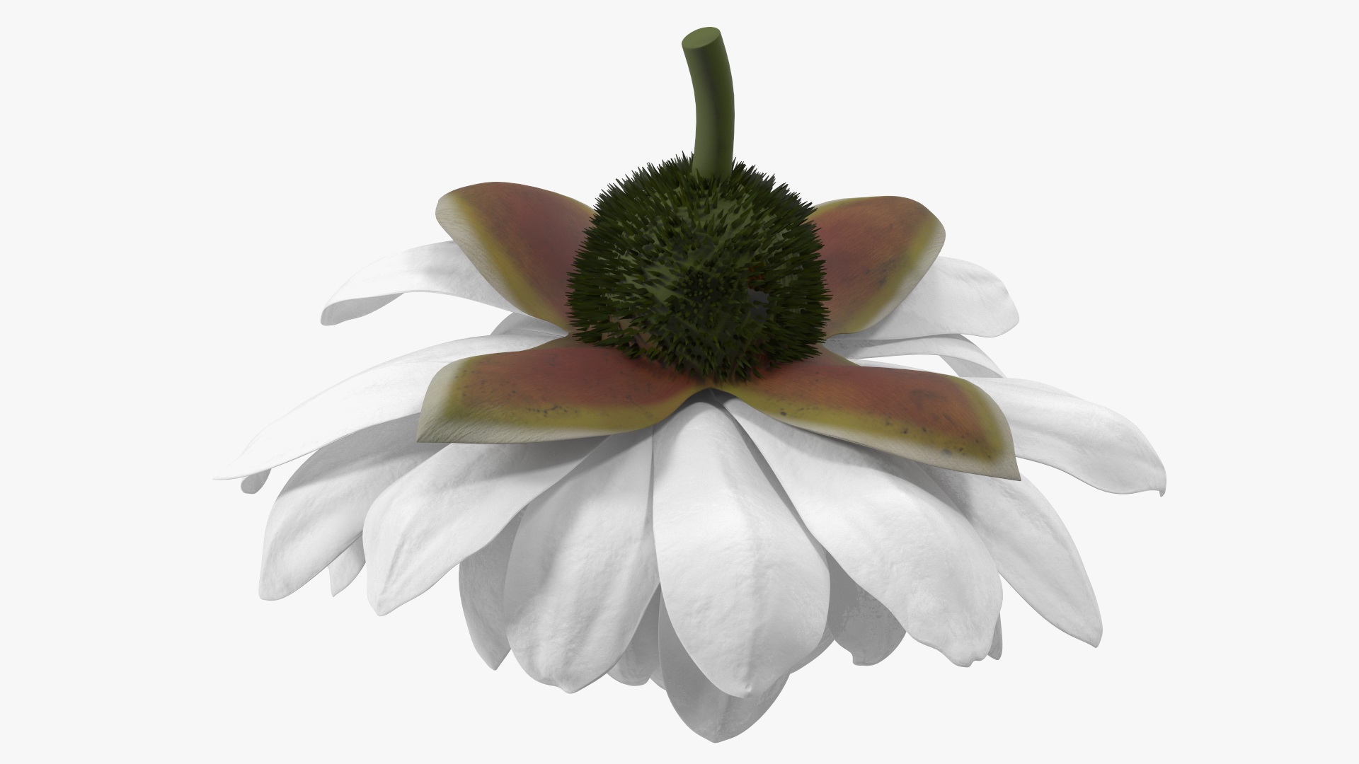 3D model Water Flower Victoria Amazonica Fur