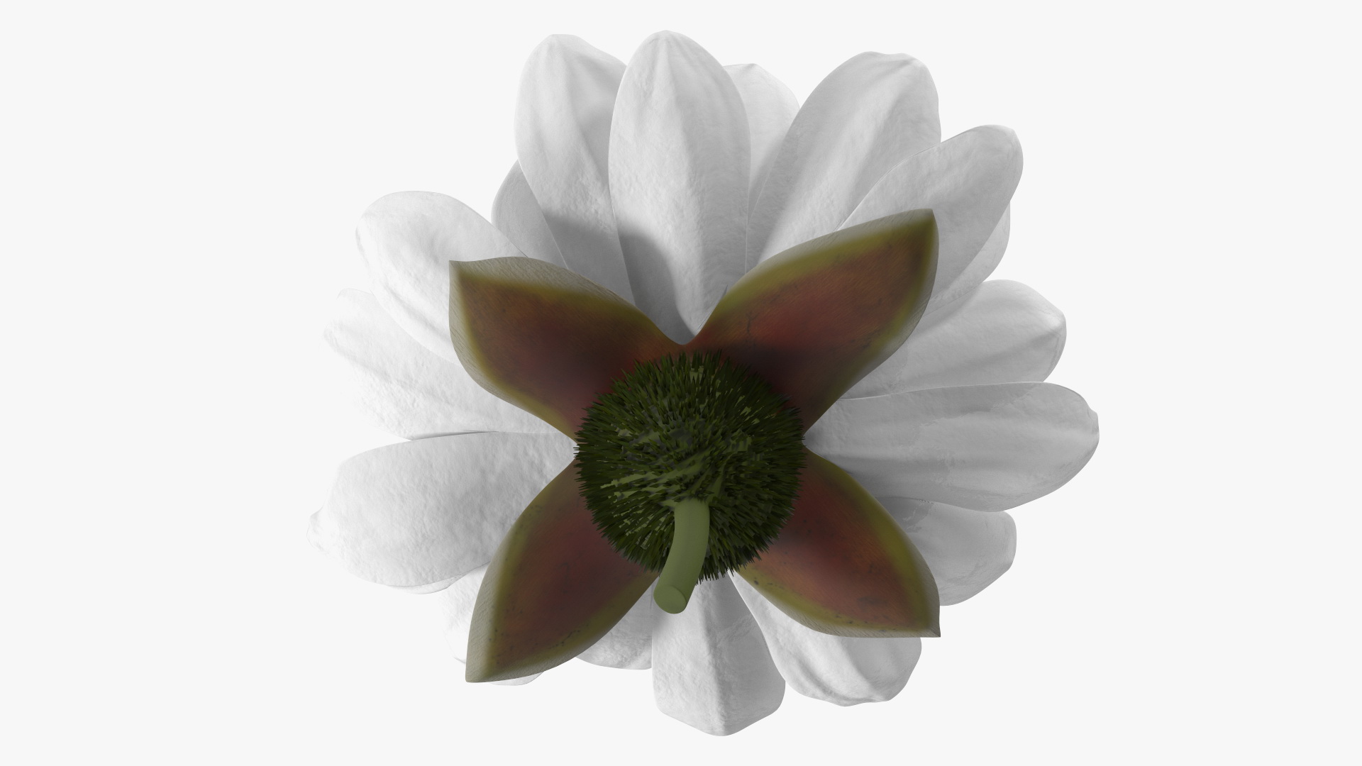 3D model Water Flower Victoria Amazonica Fur