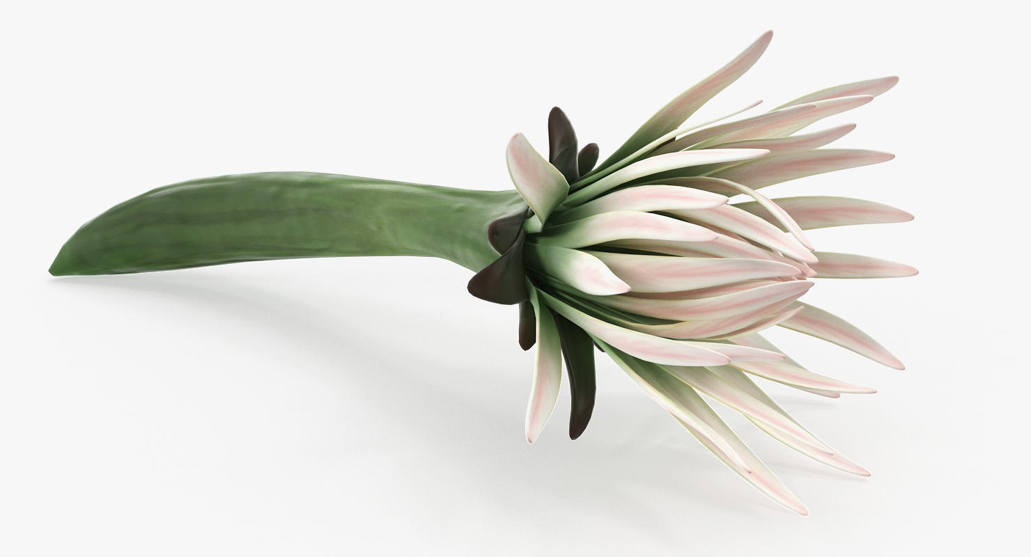 3D Cactus Flower model