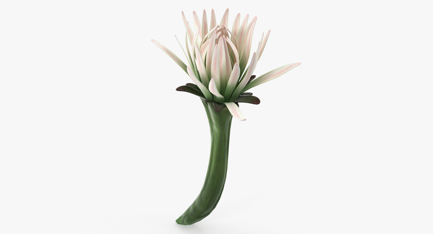 3D Cactus Flower model