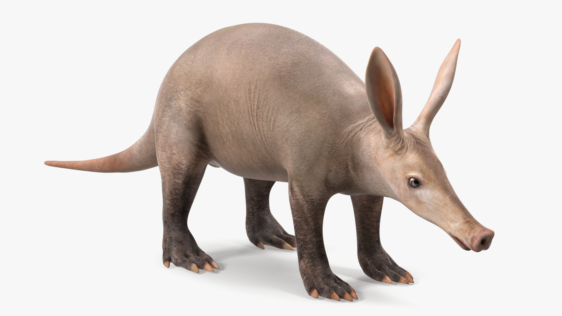 Aardvark Basic Pose 3D model