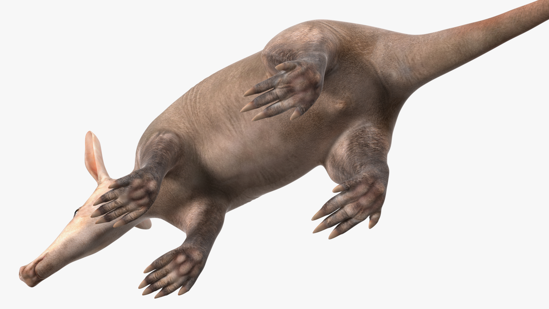 Aardvark Basic Pose 3D model