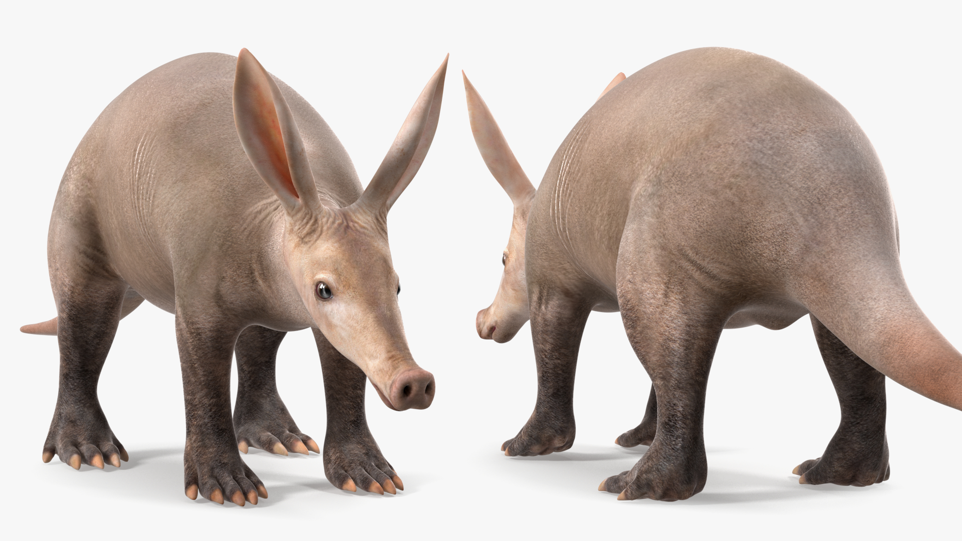 Aardvark Basic Pose 3D model