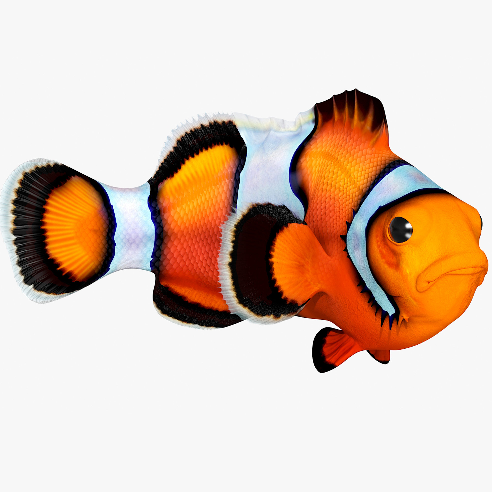 3D model Realistic Clownfish Rigged for Cinema 4D