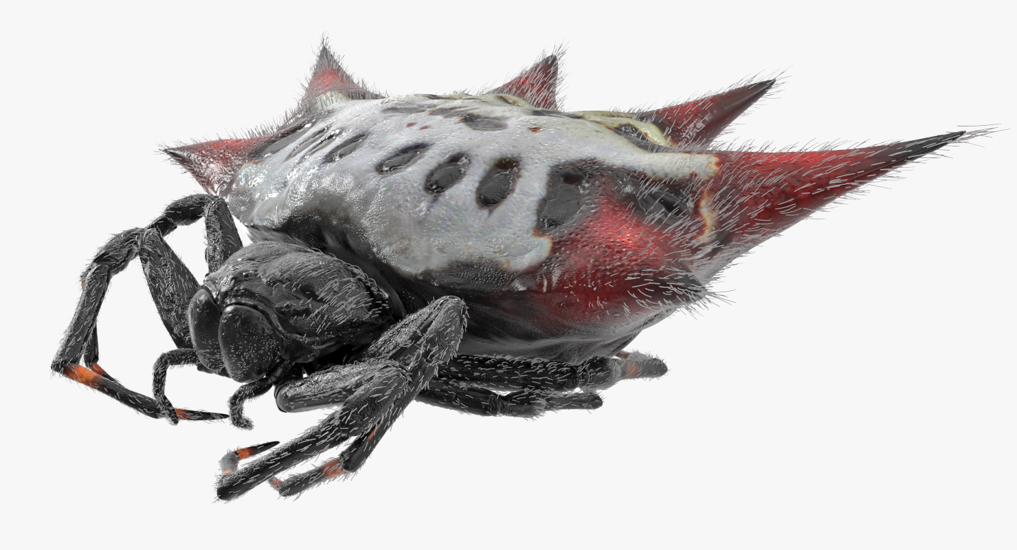 Gasteracantha Spider with Fur 3D model