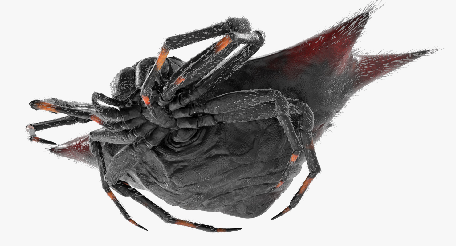 Gasteracantha Spider with Fur 3D model