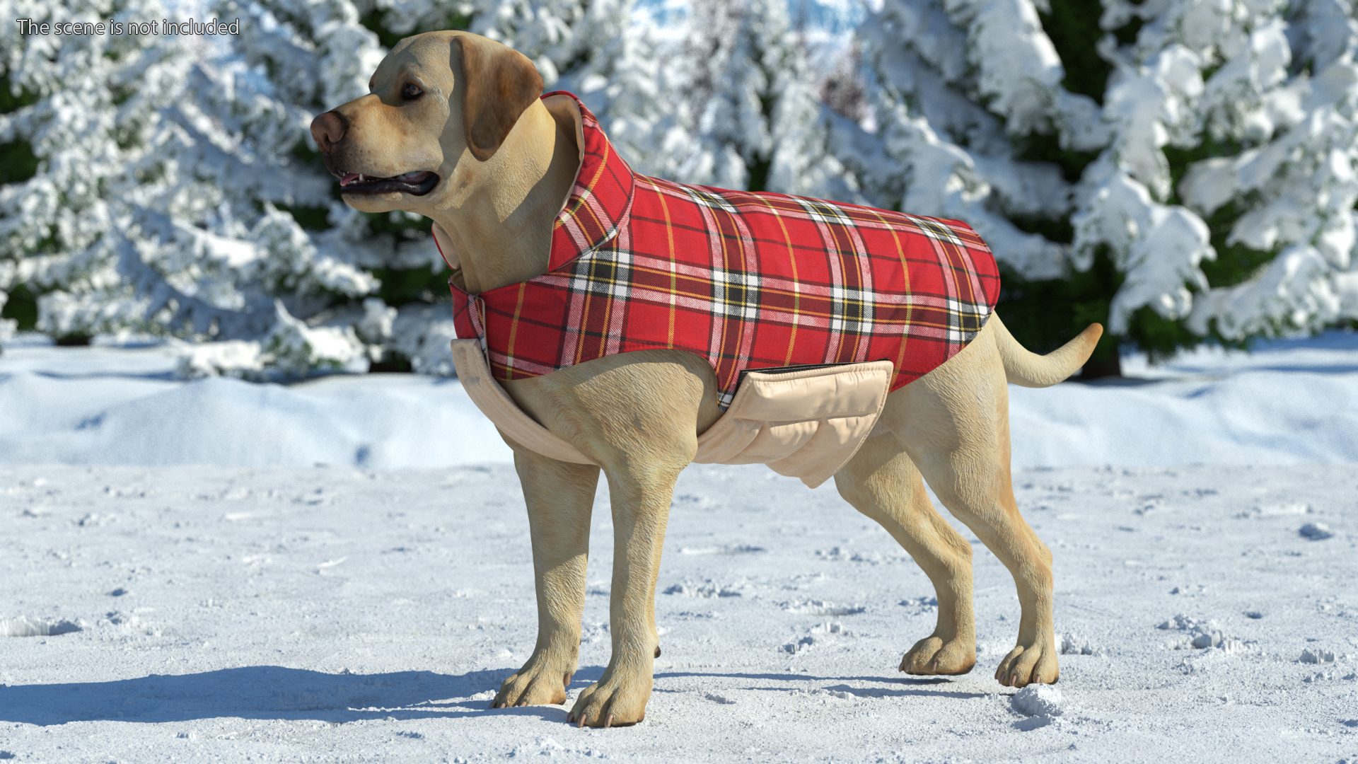 3D model Labrador Wearing Red Coat