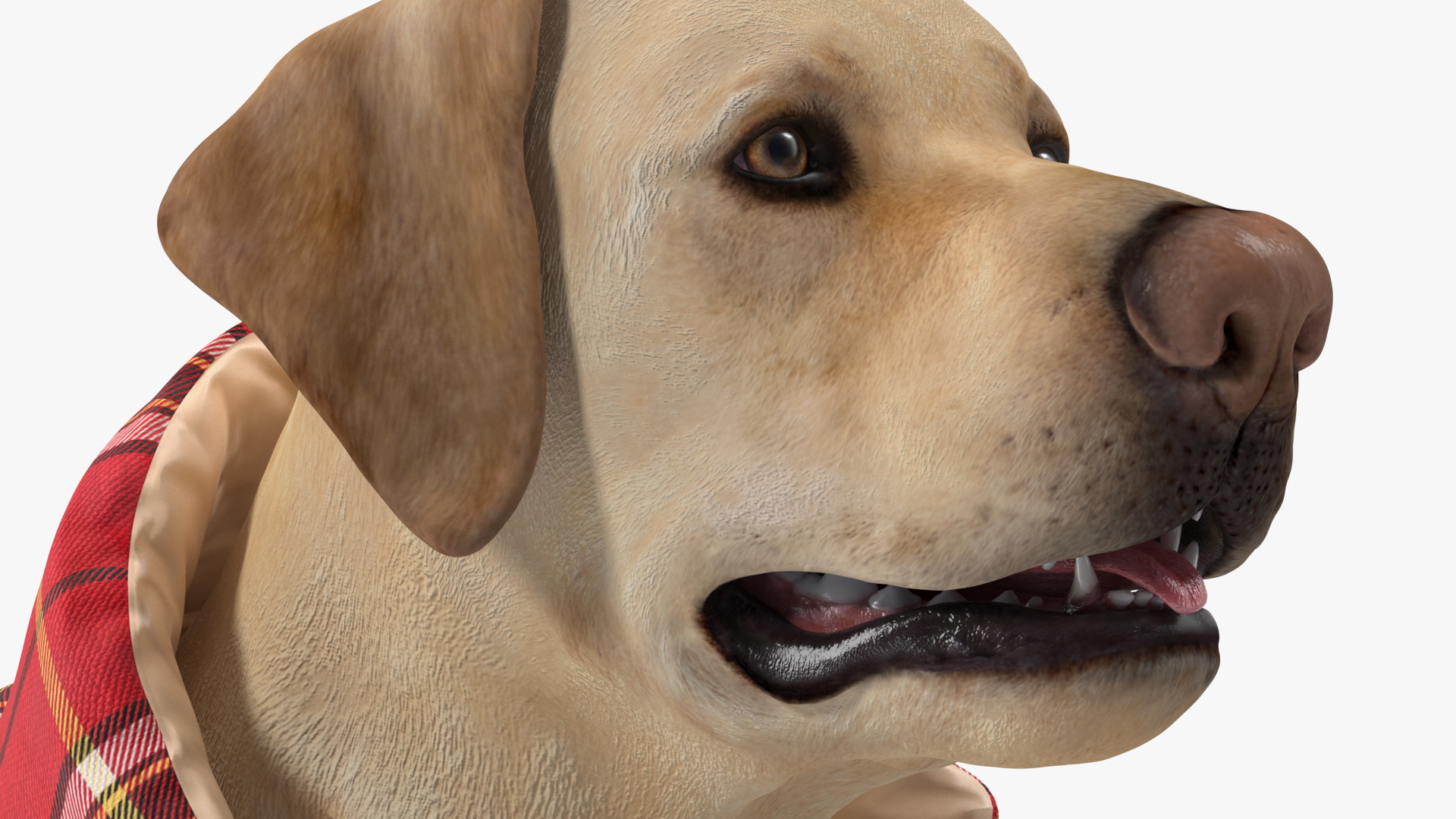 3D model Labrador Wearing Red Coat