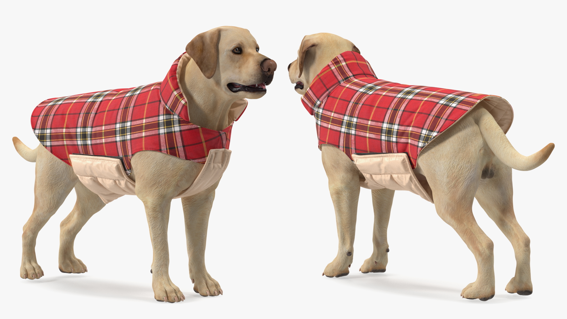 3D model Labrador Wearing Red Coat