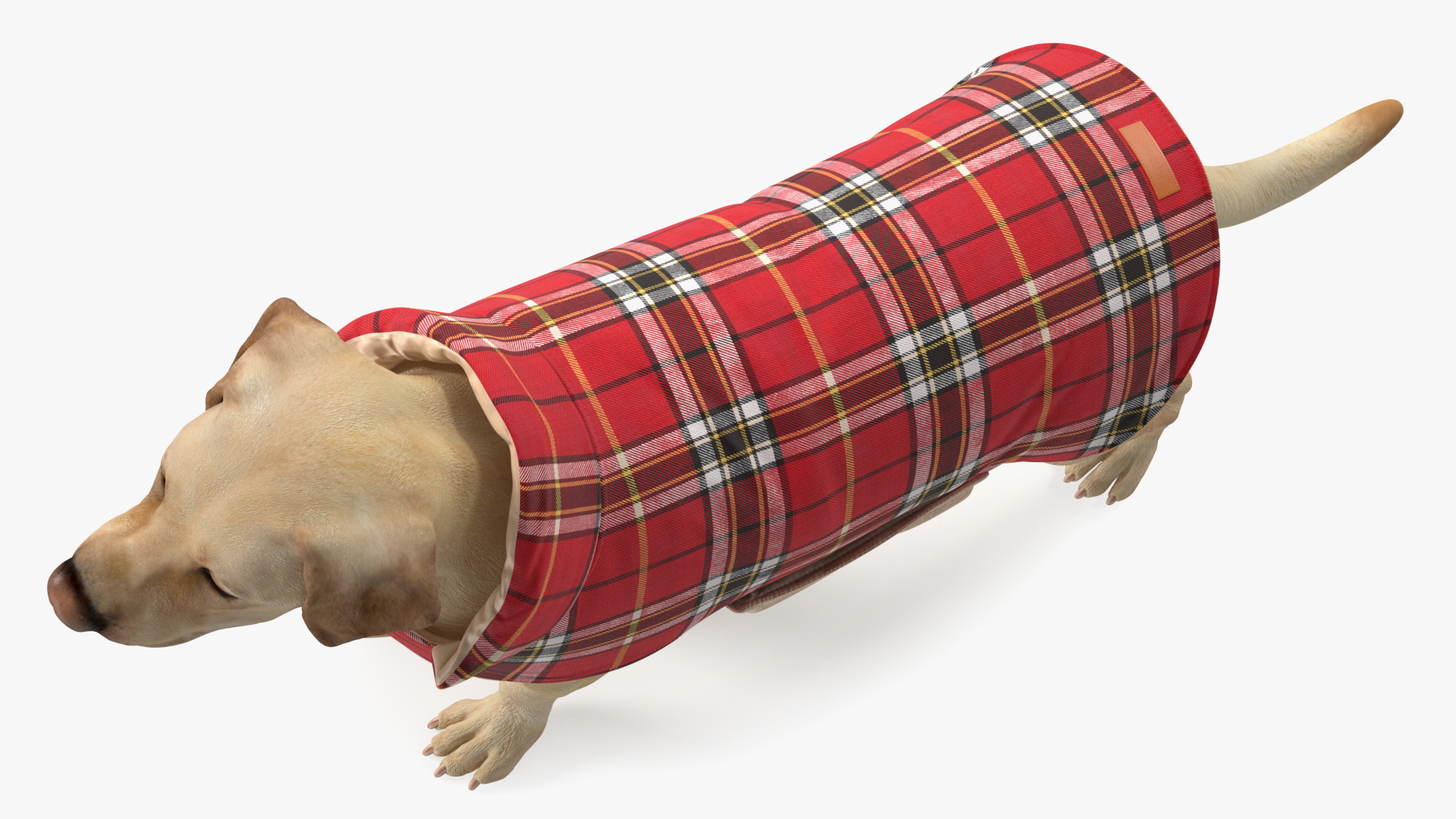 3D model Labrador Wearing Red Coat