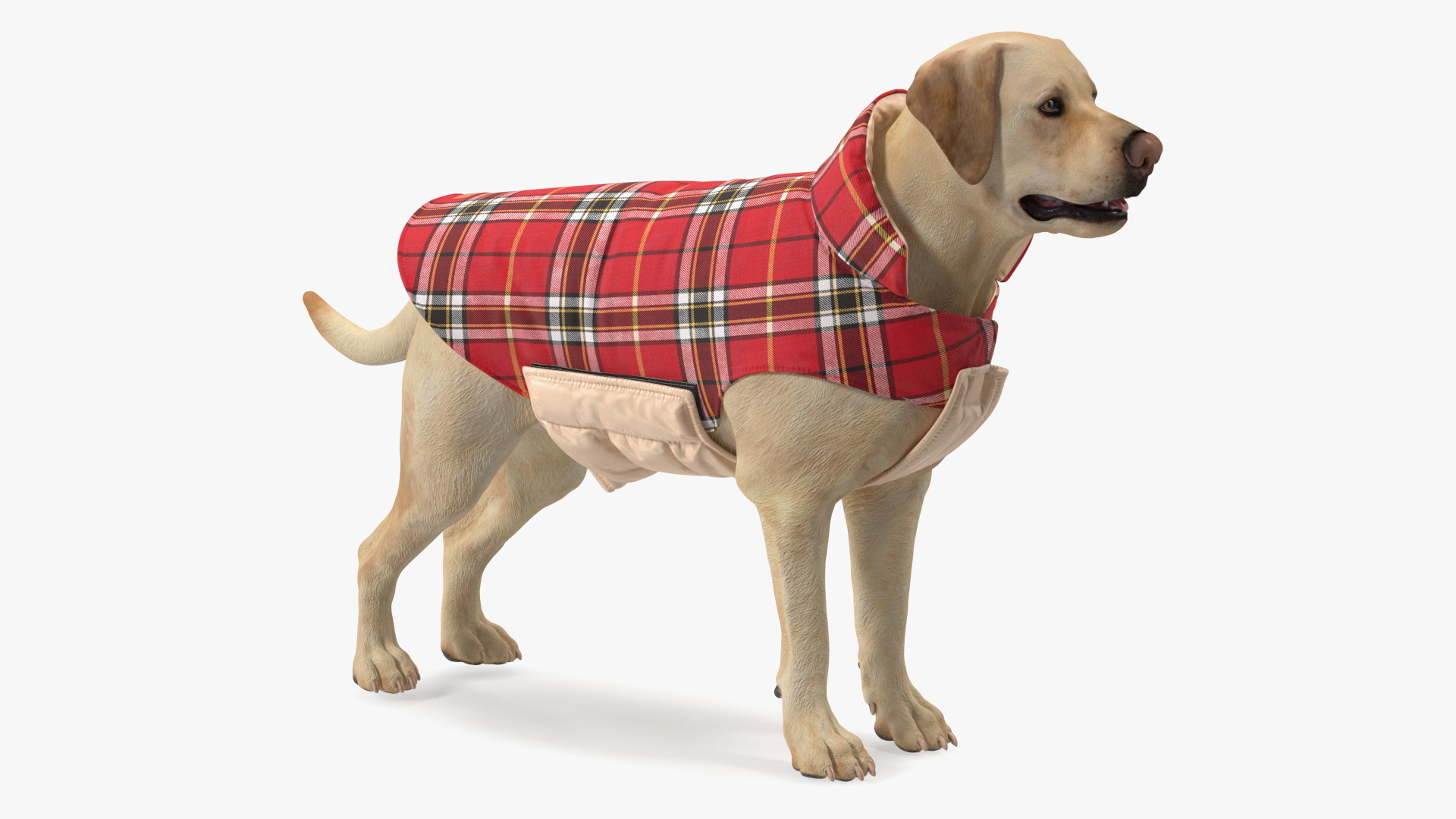 3D model Labrador Wearing Red Coat