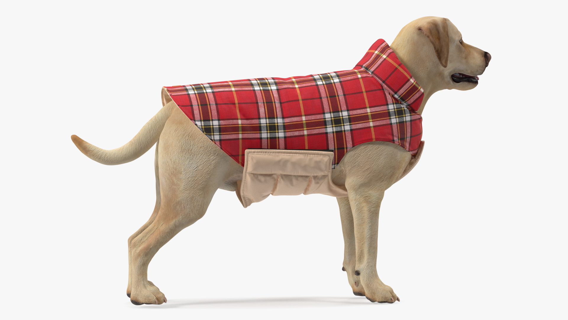 3D model Labrador Wearing Red Coat