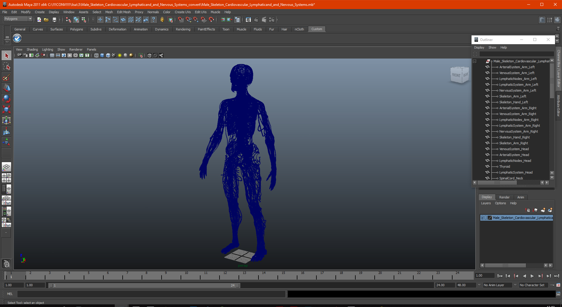 3D Male Skeleton Cardiovascular Lymphaticand and Nervous Systems