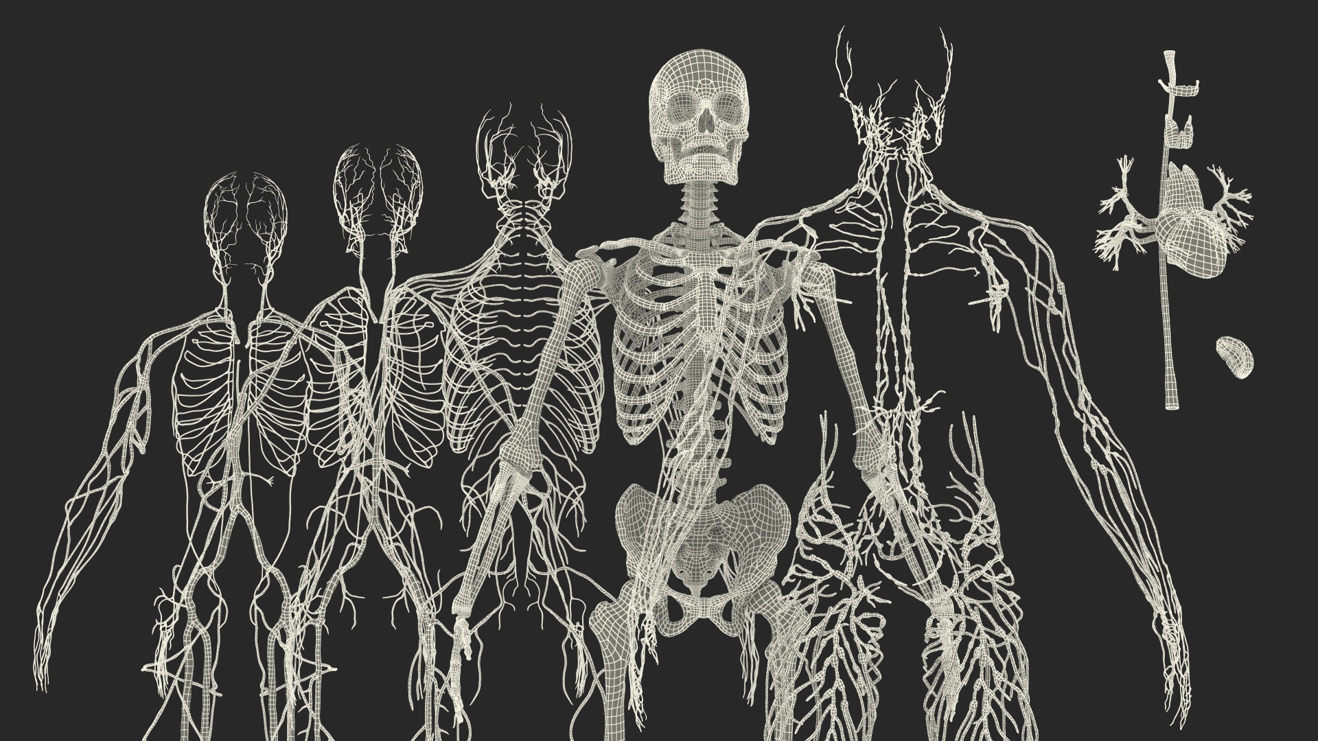 3D Male Skeleton Cardiovascular Lymphaticand and Nervous Systems