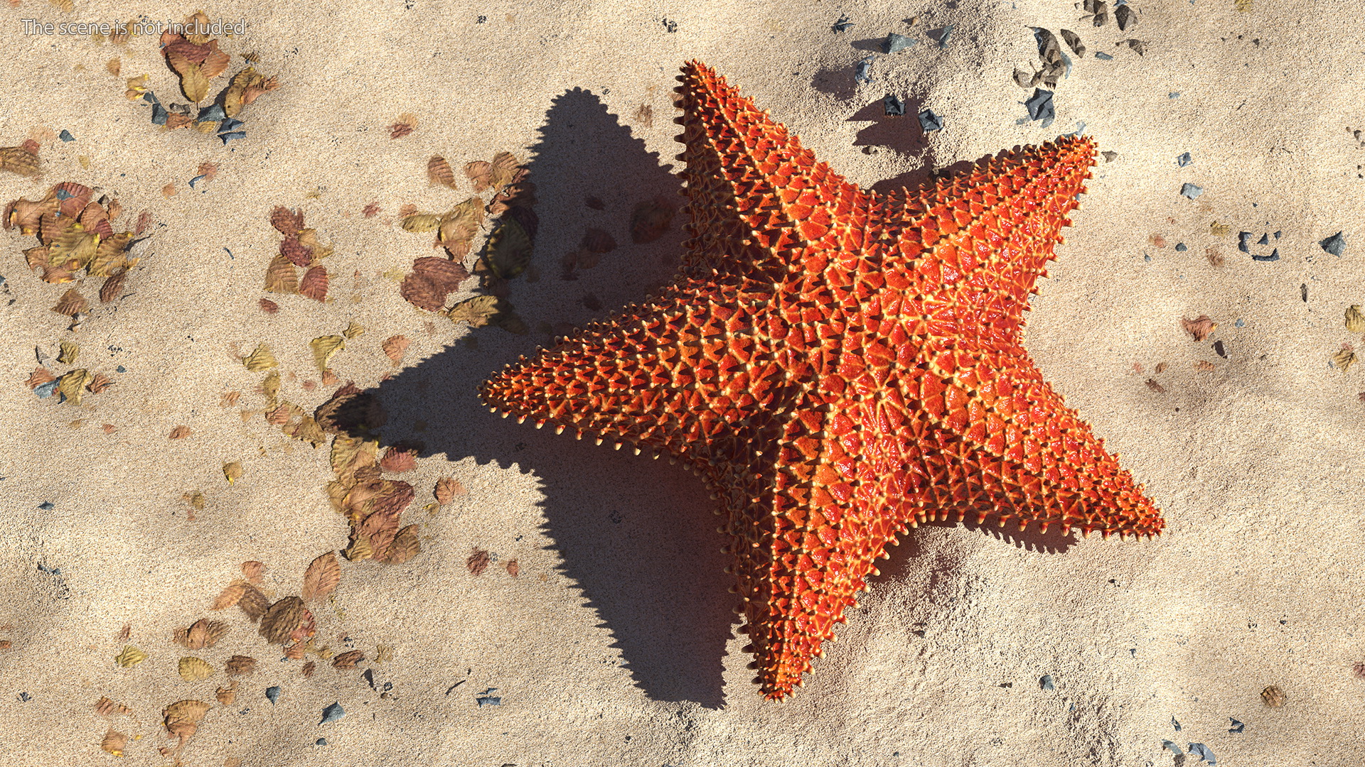 3D model Starfish