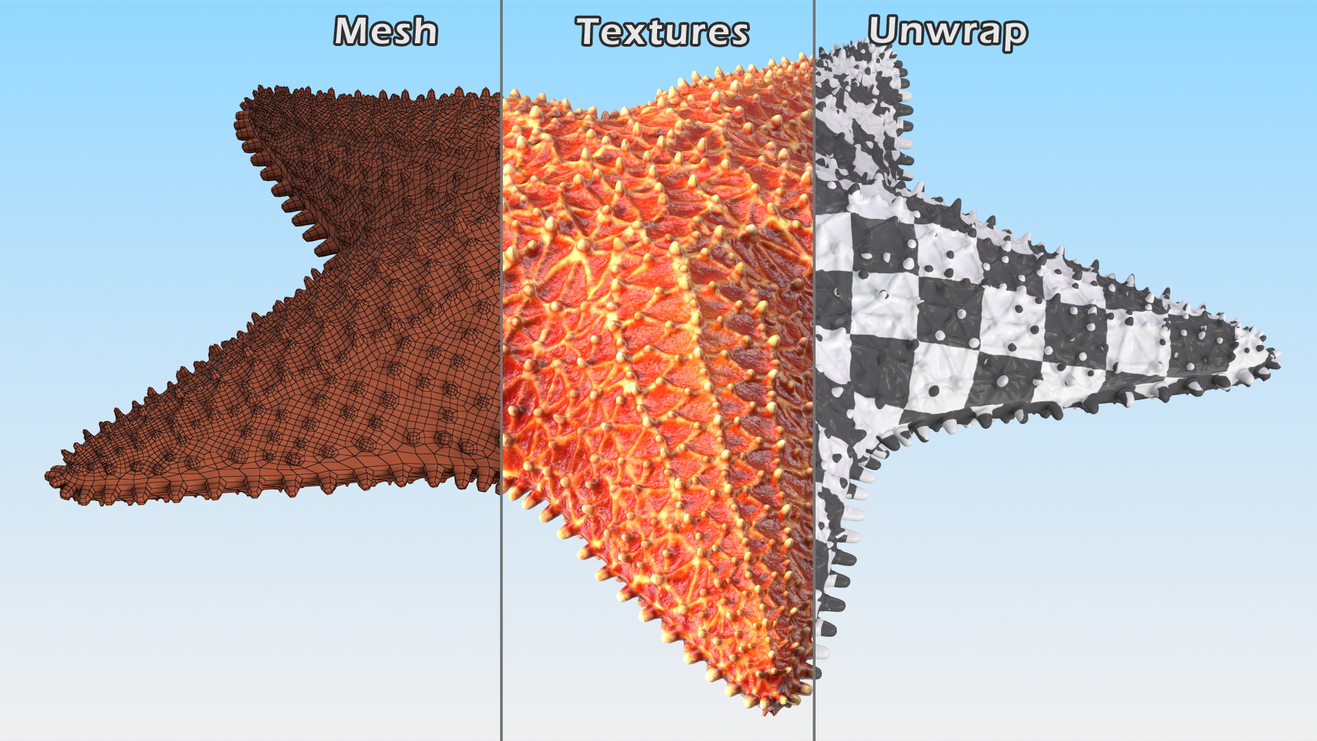 3D model Starfish