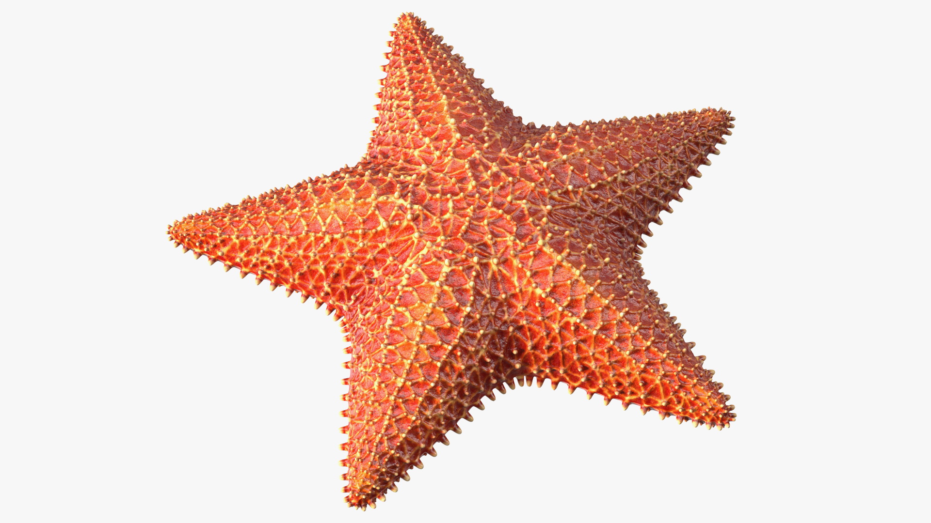 3D model Starfish