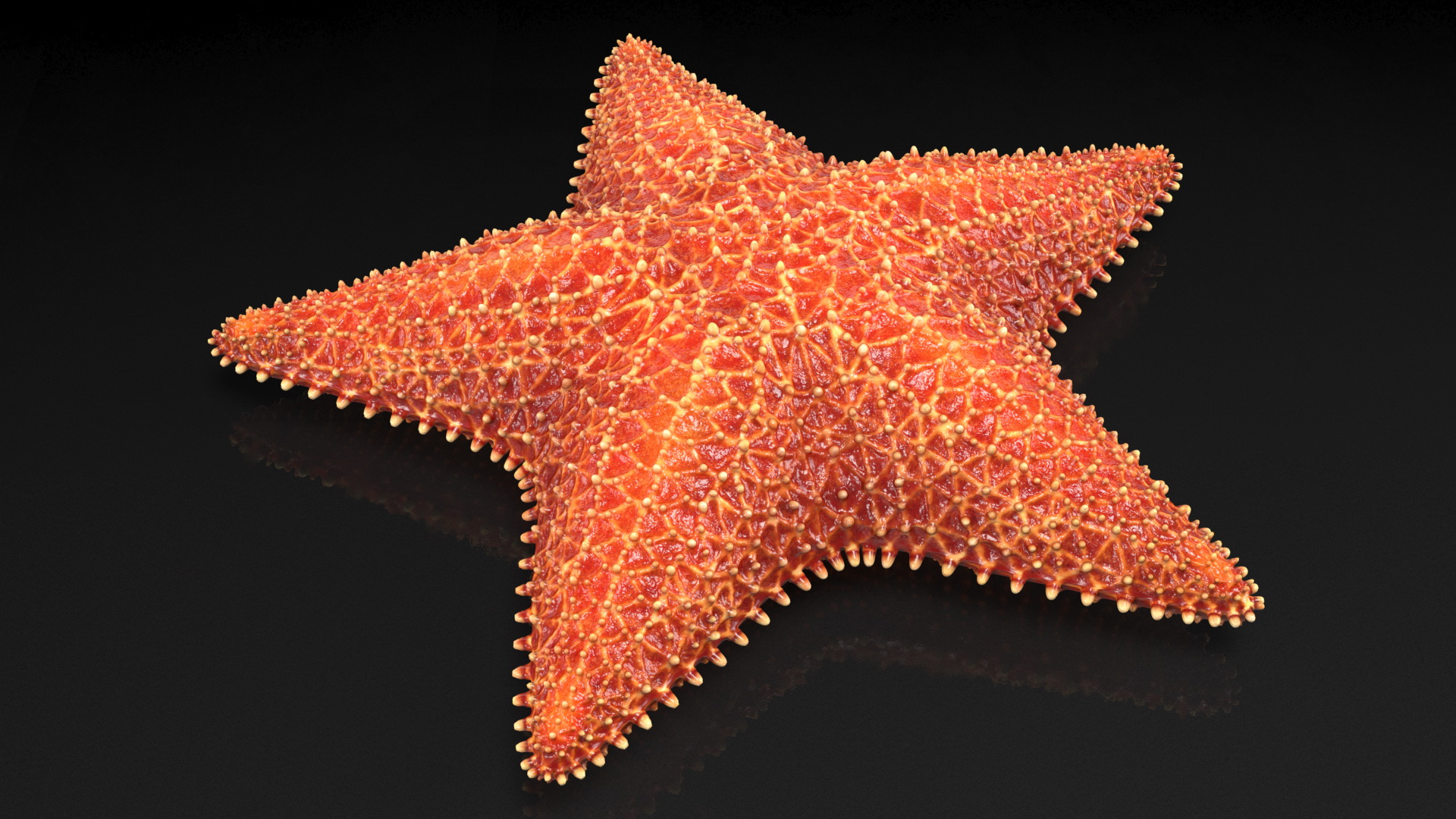 3D model Starfish