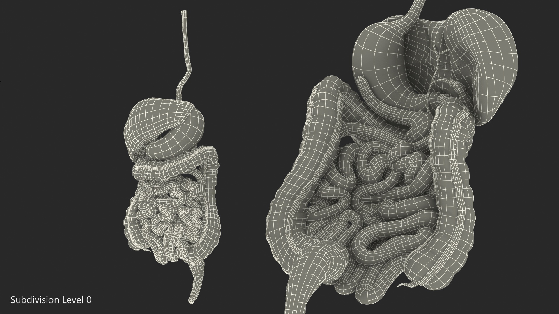 3D Human Stomach and Small Inestines model