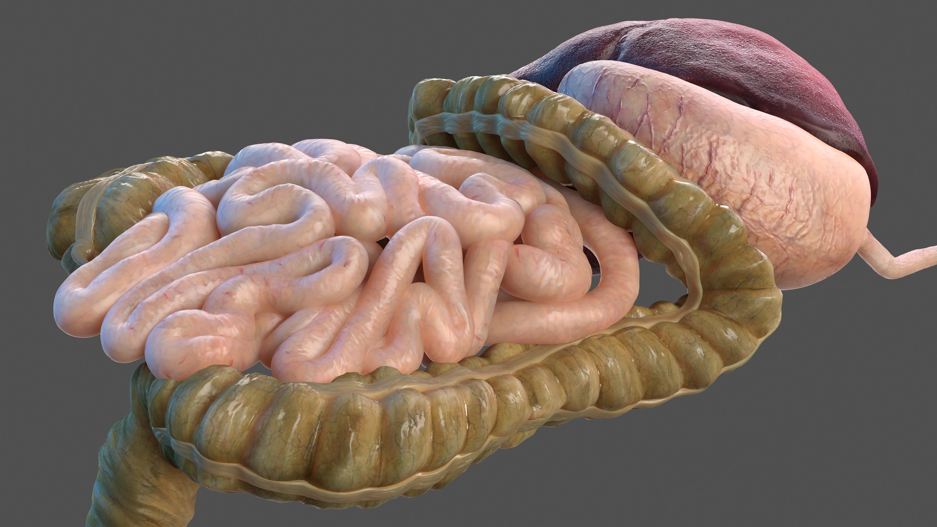 3D Human Stomach and Small Inestines model