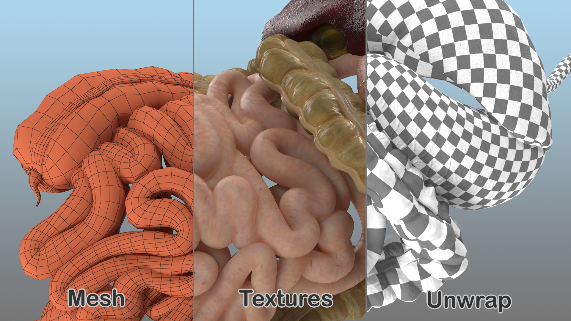 3D Human Stomach and Small Inestines model