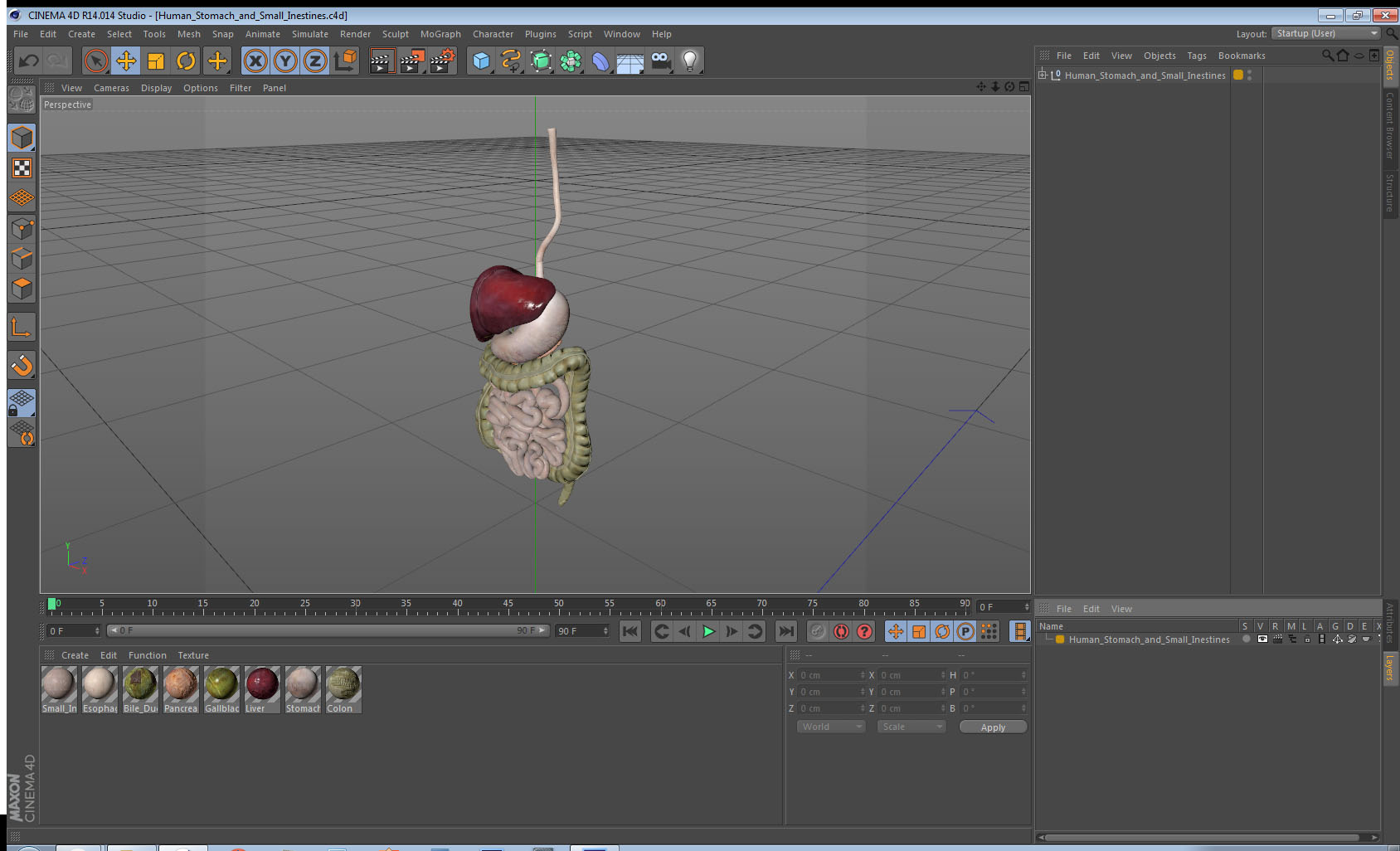 3D Human Stomach and Small Inestines model