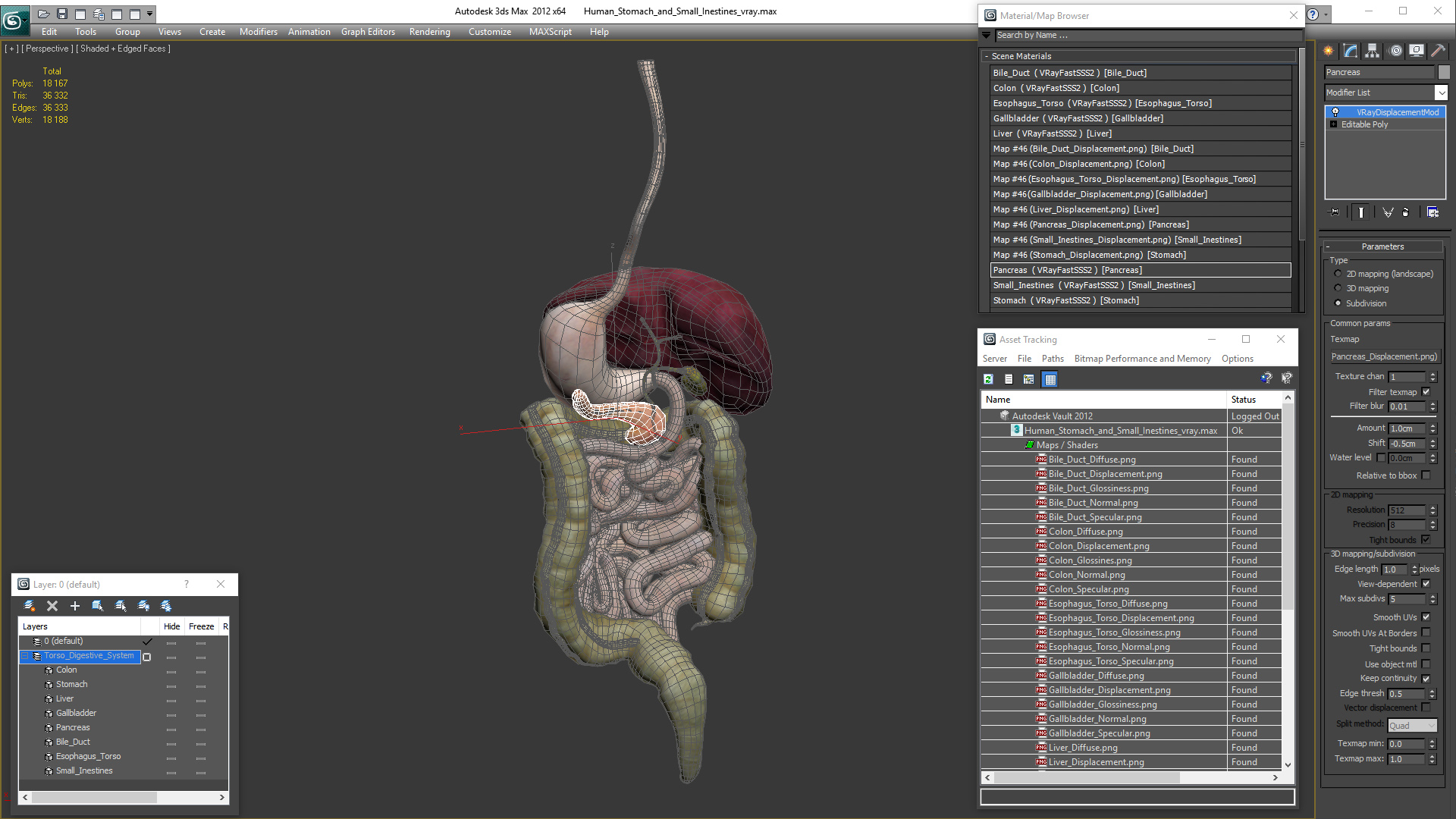 3D Human Stomach and Small Inestines model