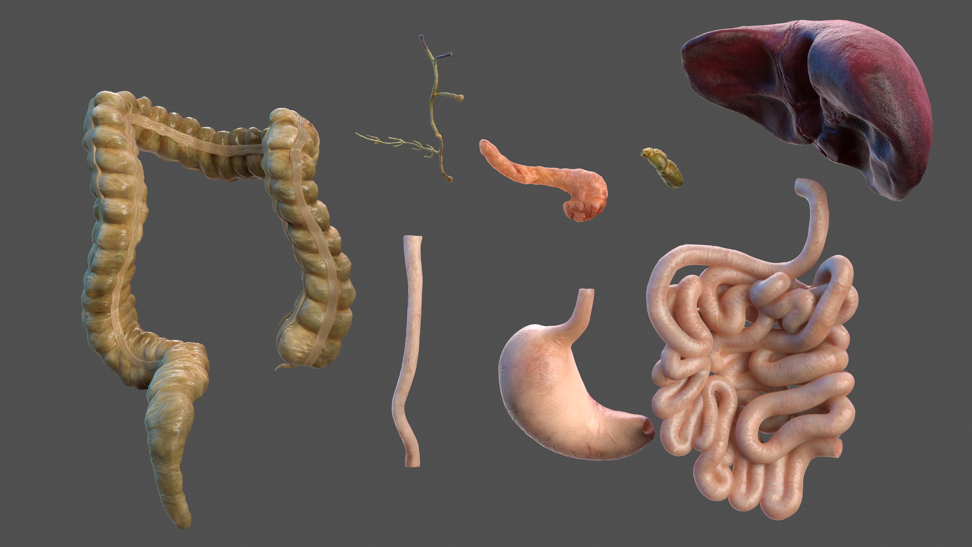 3D Human Stomach and Small Inestines model