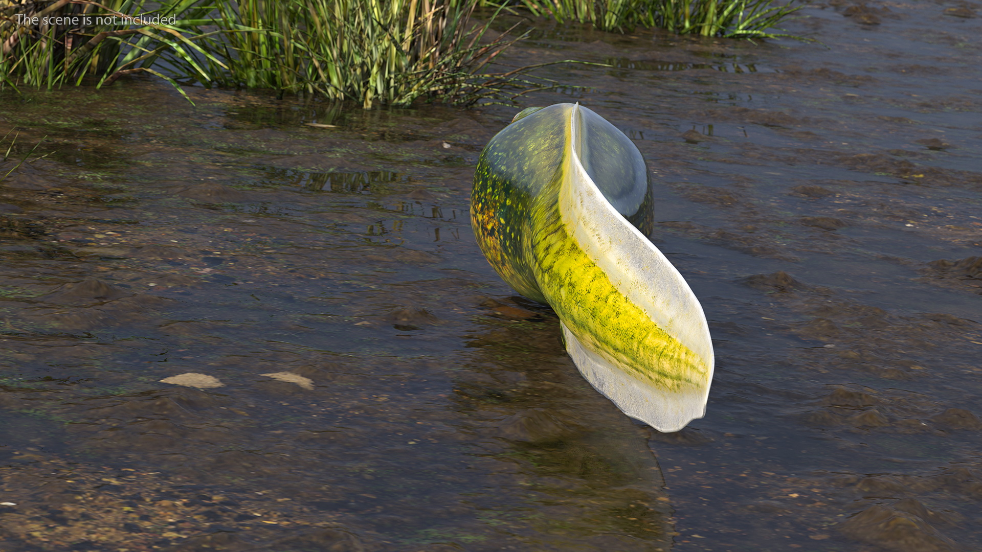 Tadpole 3D model