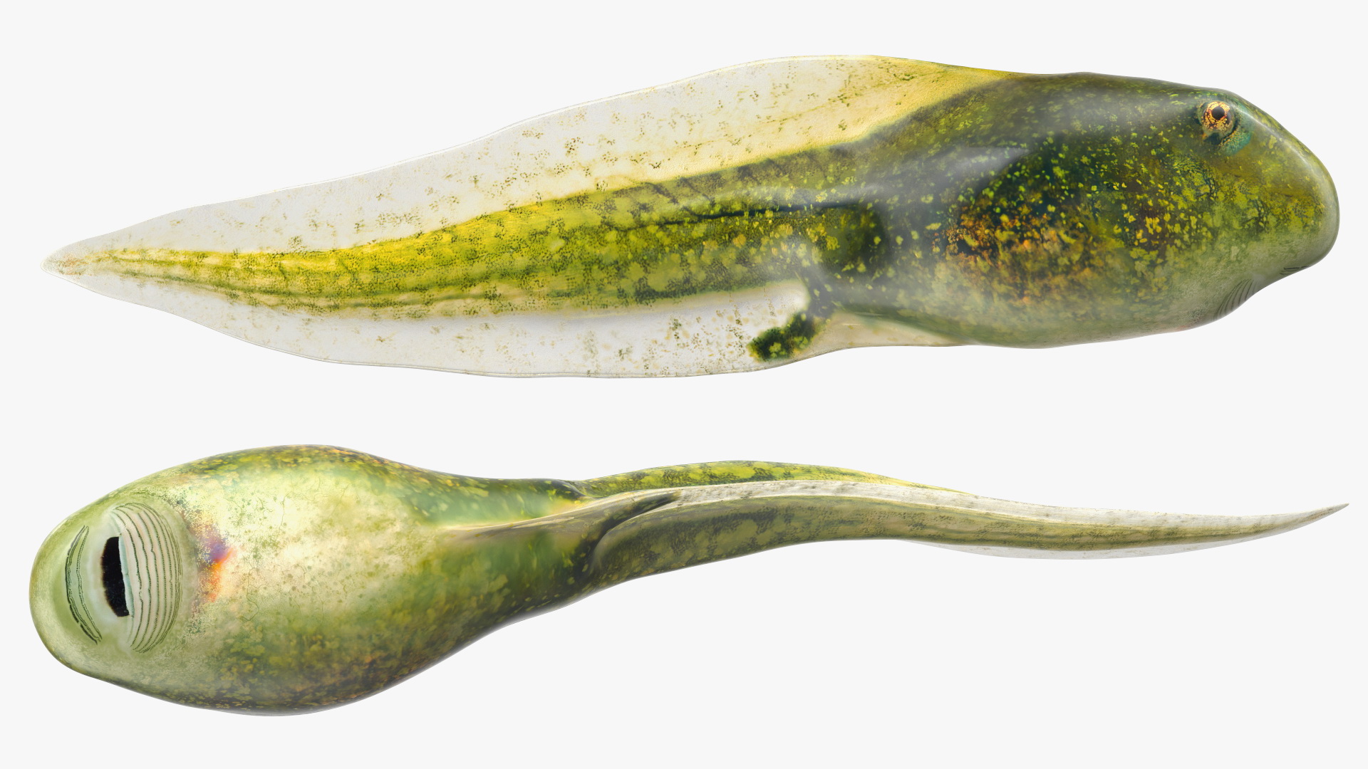 Tadpole 3D model