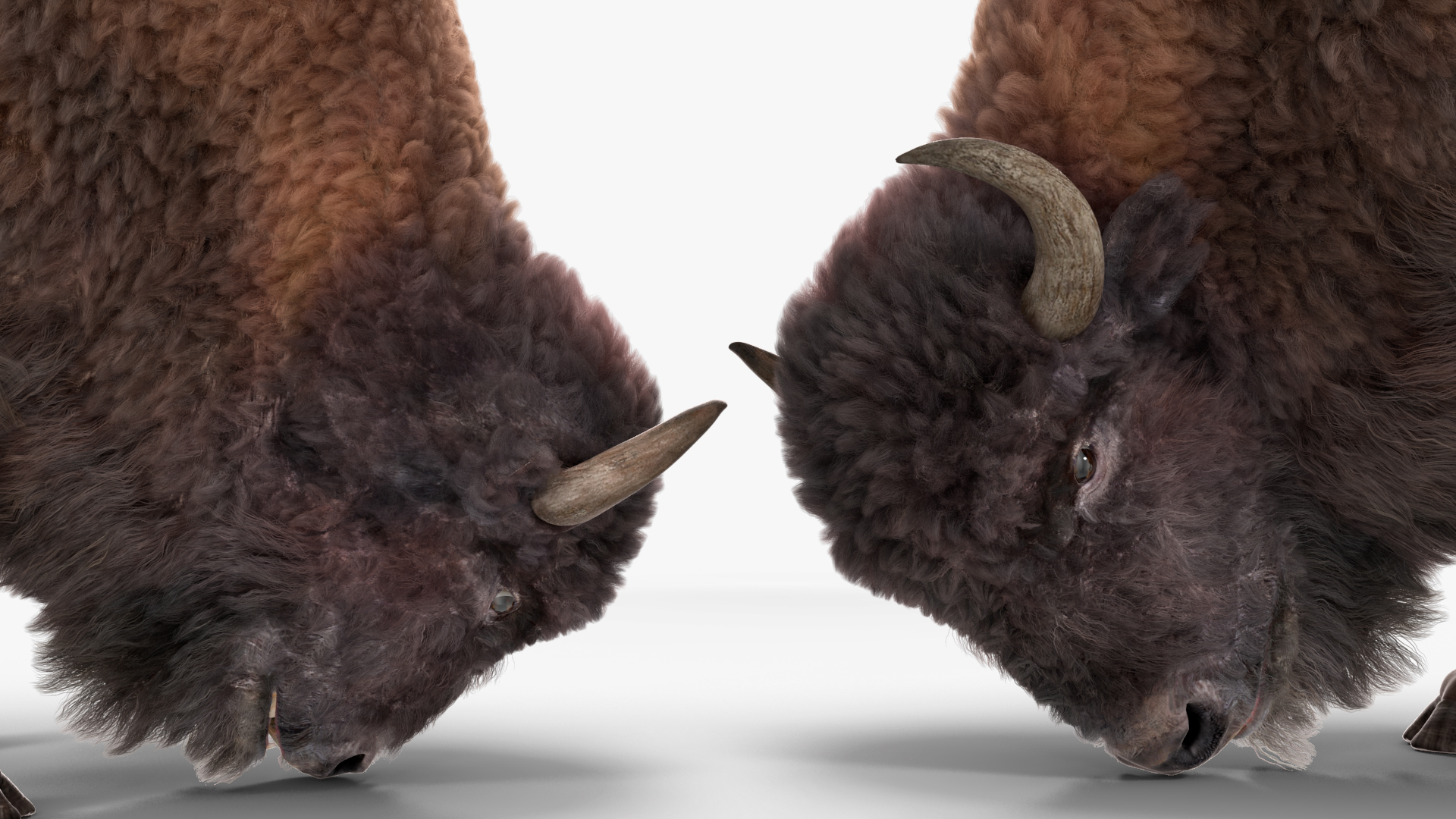 3D Grazing American Bison Bull with Fur