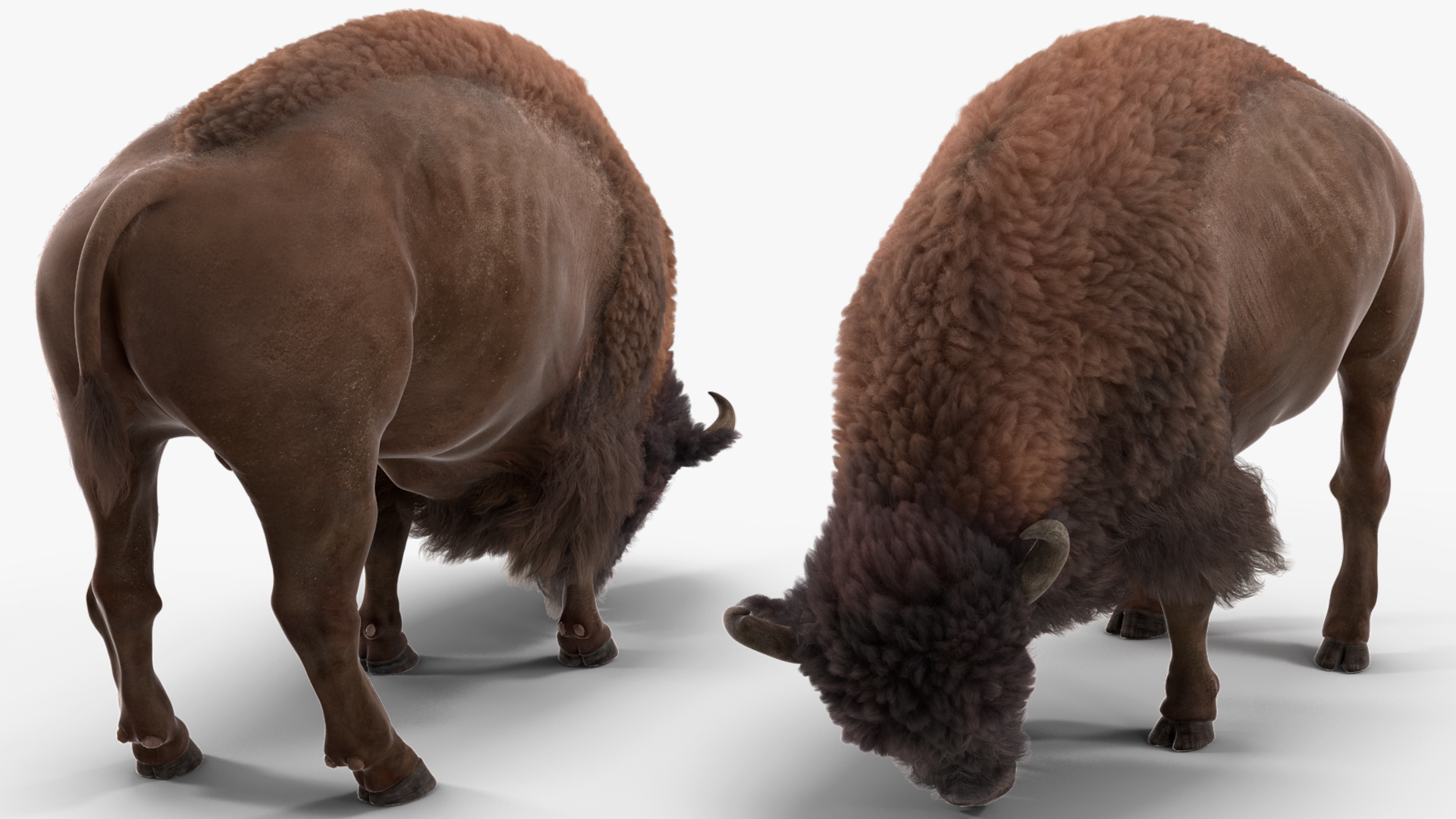 3D Grazing American Bison Bull with Fur